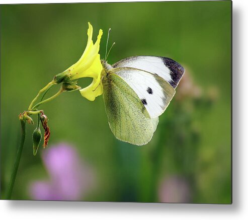 Butterfly Metal Print featuring the photograph Pieris rapae by Meir Ezrachi