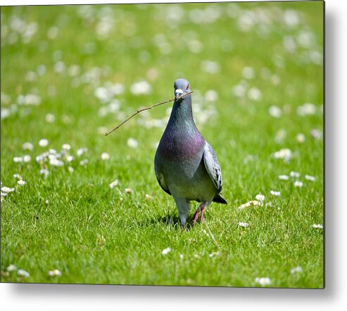 Pigeon Metal Print featuring the photograph Pigeon in Spring by Kathy King