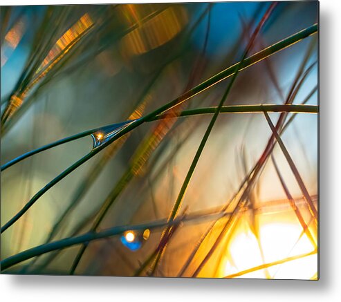 Pinestraw Metal Print featuring the photograph Pine Needle Sunset by Brad Boland