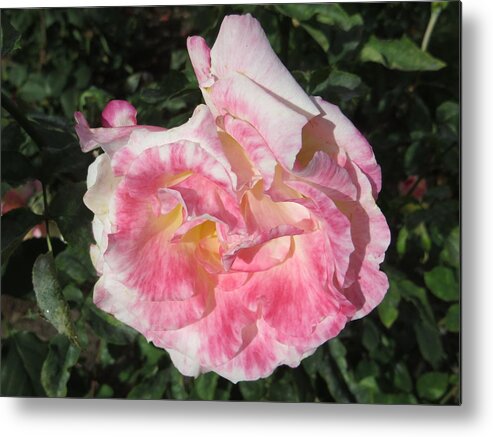 Pink And White Rose Metal Print featuring the photograph Pink and White Rose 3 by Cindy Kellogg