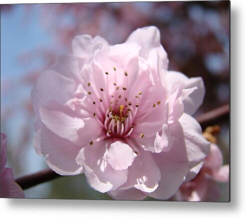 �blossoms Artwork� Metal Print featuring the photograph PINK BLOSSOM Nature Art Prints 34 Tree Blossoms Spring Nature Art by Patti Baslee
