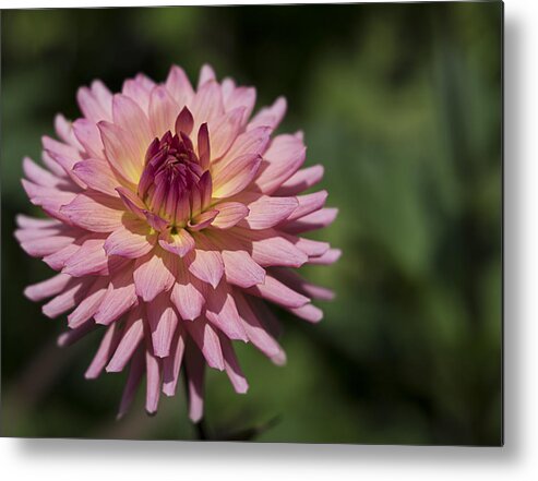 Flower Metal Print featuring the photograph Pink Dalia by Roni Chastain