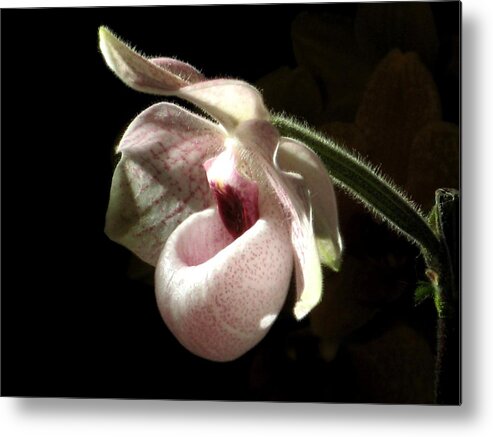 Orchid Metal Print featuring the photograph Pink Ladyslipper Orchid by Alfred Ng