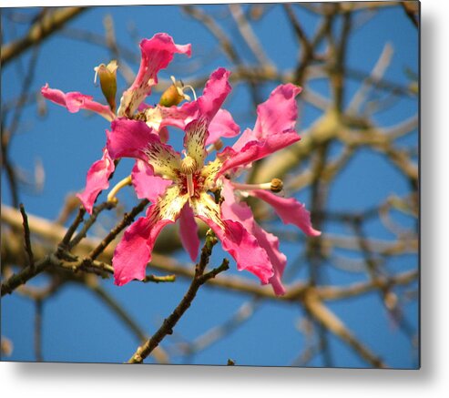 Orchid Metal Print featuring the photograph Pink Orchid Tree by Carla Parris