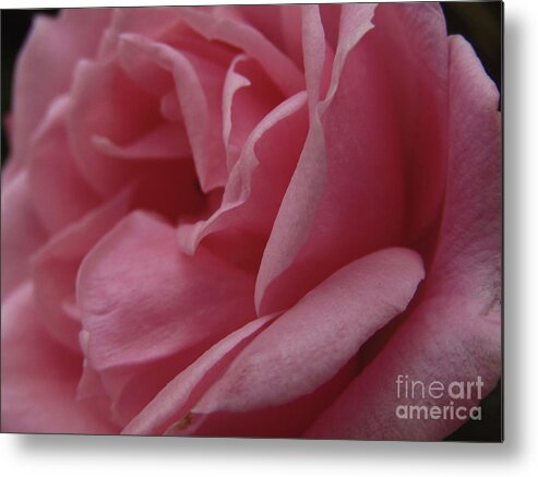 Rose Metal Print featuring the photograph Pink Rose Macro 4 by Kim Tran