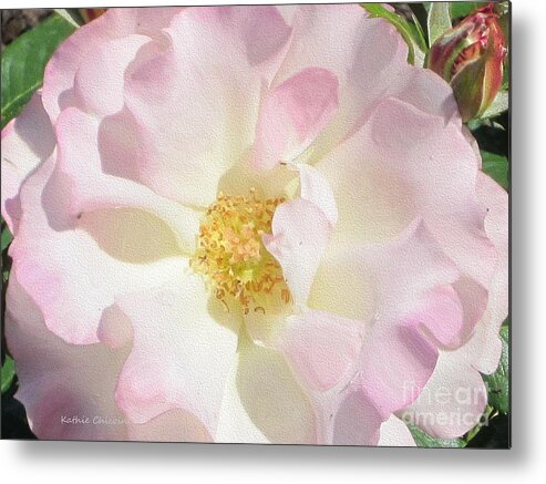 Photography Metal Print featuring the photograph Pink-tinged by Kathie Chicoine