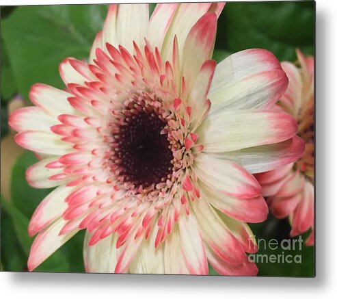 Flowers Metal Print featuring the photograph Pink Tips by Nona Kumah