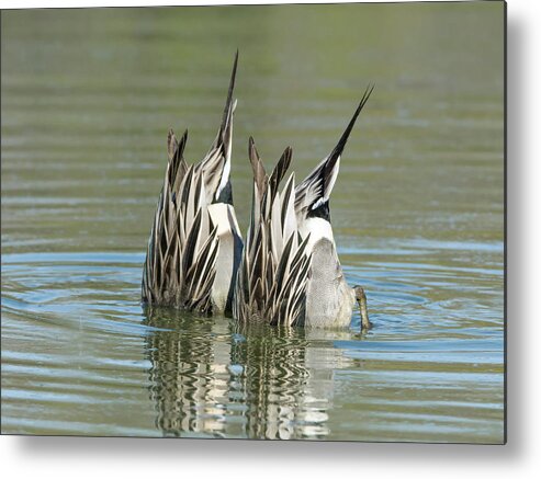 Northern Metal Print featuring the photograph Pintail Ducks Dive by Tam Ryan