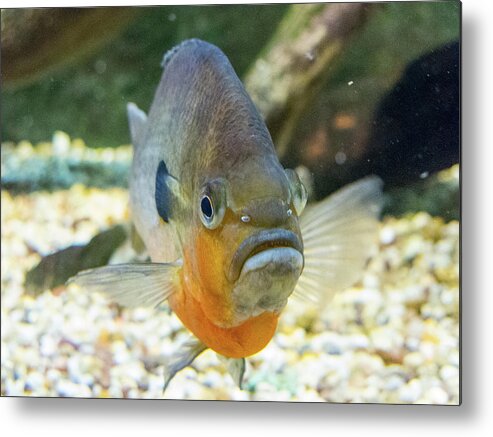 Amazon Metal Print featuring the photograph Piranha Behind Glass by SR Green