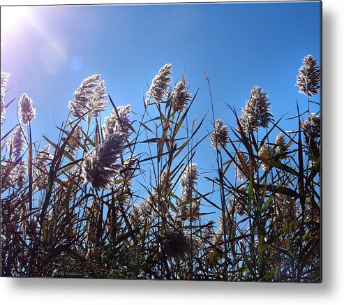 Plants Metal Print featuring the photograph Plants by Mikki Cucuzzo
