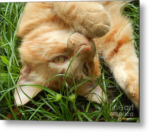 Cat Metal Print featuring the photograph Playing Cat by Jan Gelders