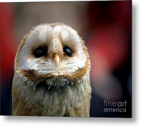 Wildlife Metal Print featuring the photograph Please by Jacky Gerritsen