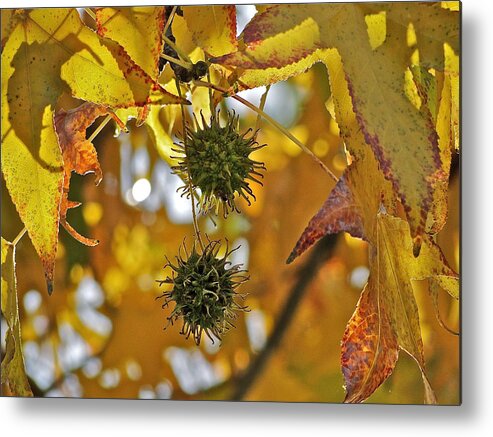 Seed Metal Print featuring the photograph Pods by Liz Vernand