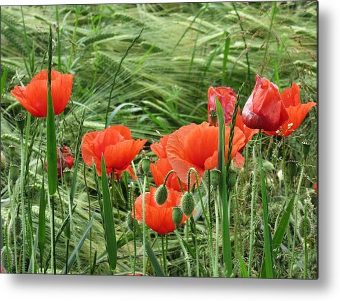  Metal Print featuring the photograph Poppies by Vesna Martinjak