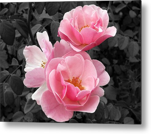 Flower Metal Print featuring the photograph Popping Pink Roses by Amy Fose