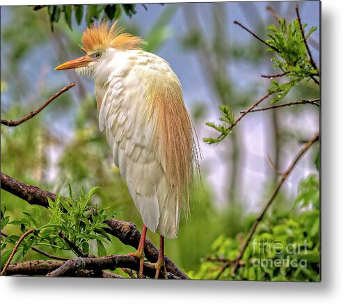 Egrets Metal Print featuring the photograph Portrait of a Cattle Egret by DB Hayes