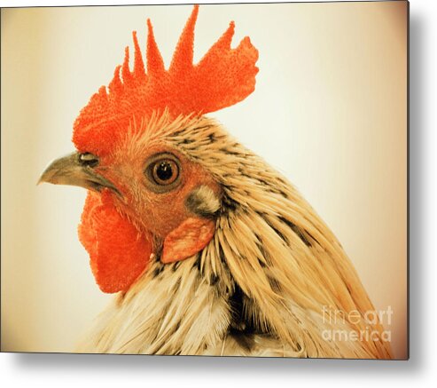 Rooster Metal Print featuring the photograph Portrait Of A Wild Rooster by Jan Gelders