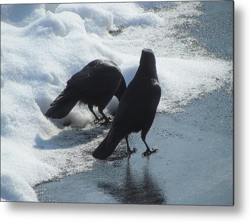 Two Crows Metal Print featuring the photograph Posing Crows by Betty Pieper