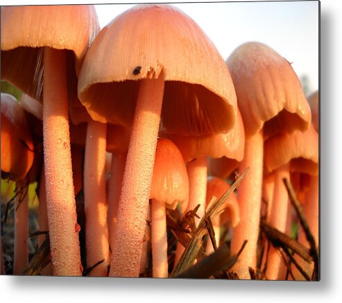 Pink Mushroom Metal Print featuring the photograph Pretty Pink Fairy Shelters by Kent Lorentzen
