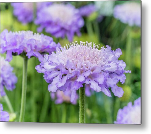 Flower Metal Print featuring the photograph Pretty Purple by Nick Bywater
