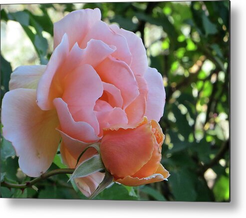 Rose Metal Print featuring the photograph Protective Rose by Patricia Haynes