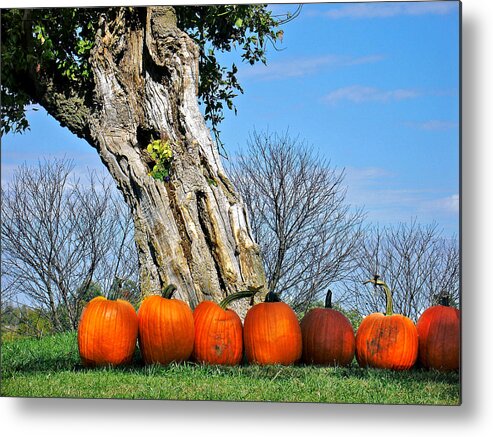 Landscape Metal Print featuring the photograph Pumpkins in a Row by Steve Karol