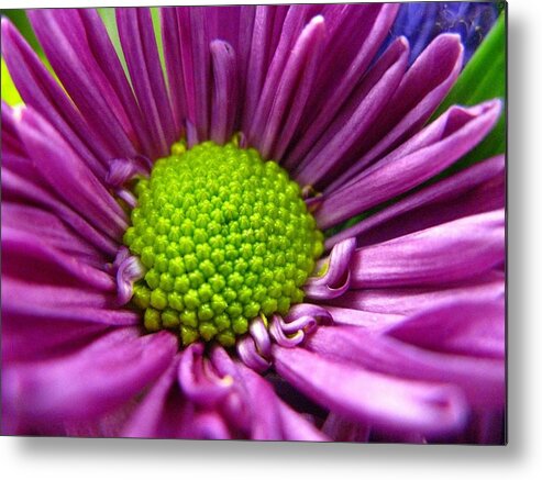 Flower Metal Print featuring the photograph Purple and Green by Rhonda Barrett
