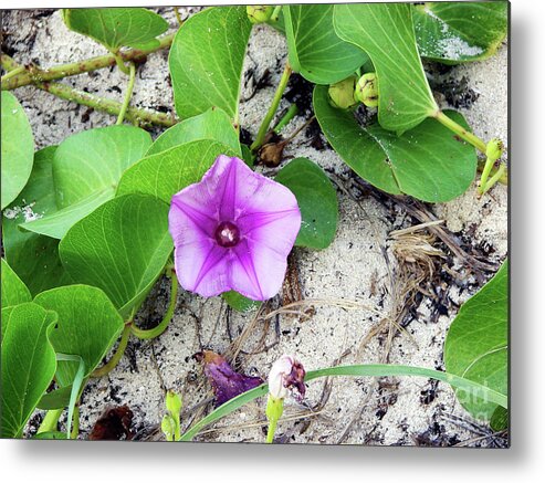 Purple Metal Print featuring the photograph Purple Beach Flower by Leara Nicole Morris-Clark