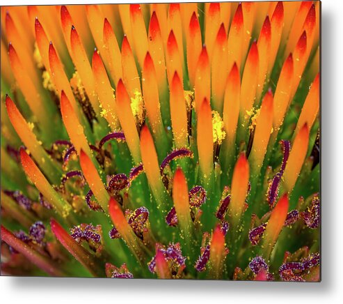 Flower Metal Print featuring the photograph Purple Cone Flower Closeup by Brad Boland
