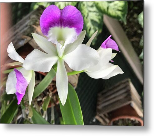 Flowers Metal Print featuring the photograph Purple orchid by Jean Wolfrum