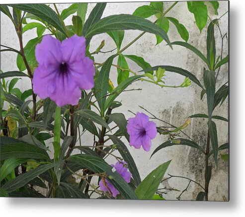 Flower Metal Print featuring the photograph Purple Passion by Joe Burns