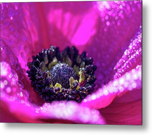 Flower Metal Print featuring the photograph Purple Poppy Flower by Brad Boland