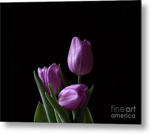 Flower Metal Print featuring the photograph Purple Tulips by Andrea Silies