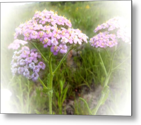 Nature Metal Print featuring the photograph Purple Yarrow by Scott Kingery