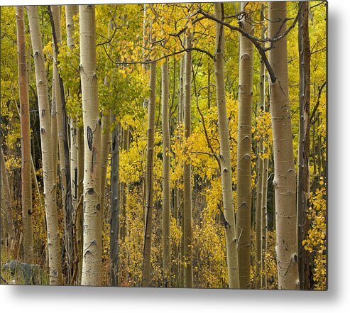 00438922 Metal Print featuring the photograph Quaking Aspen Trees In Autumn Santa Fe by Tim Fitzharris