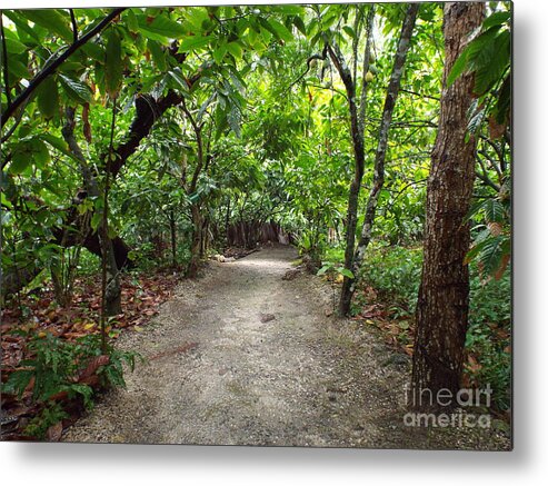 Forest Metal Print featuring the photograph Rain Forest Road by Barbara Von Pagel