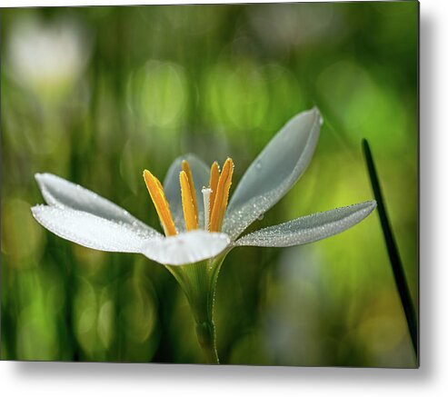 Flower Metal Print featuring the photograph Rain Lily Covered in Droplets by Brad Boland