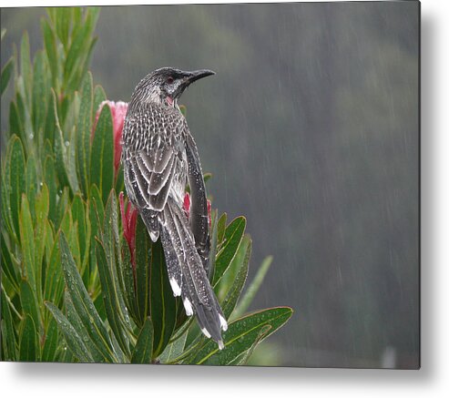 Rain Bird Metal Print featuring the photograph Rainbird by Evelyn Tambour