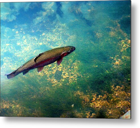 Fish Metal Print featuring the photograph Rainbow Trout by Marty Koch