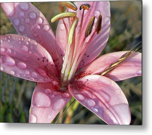 Pamela Patch Metal Print featuring the photograph Rainy Day Lily by Pamela Patch