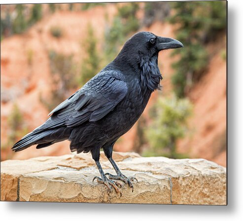 Raven Metal Print featuring the photograph Raven Of The Canyon by Denise Bush