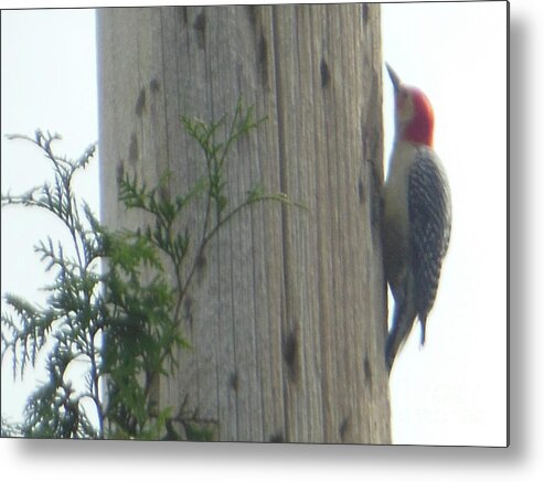 Red Bellied Metal Print featuring the photograph Red Bellied Woodpecker by Rockin Docks Deluxephotos