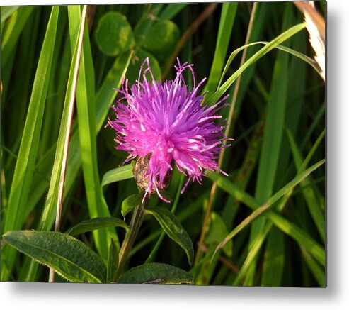 Clover Metal Print featuring the photograph Red clover by Lukasz Ryszka