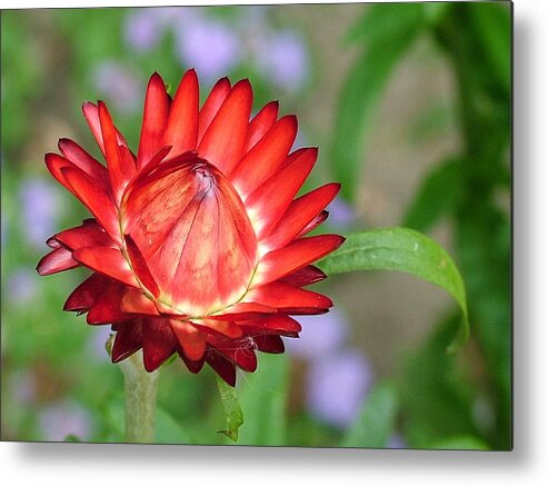 Flowers Metal Print featuring the photograph Red Devil by Martina Fagan