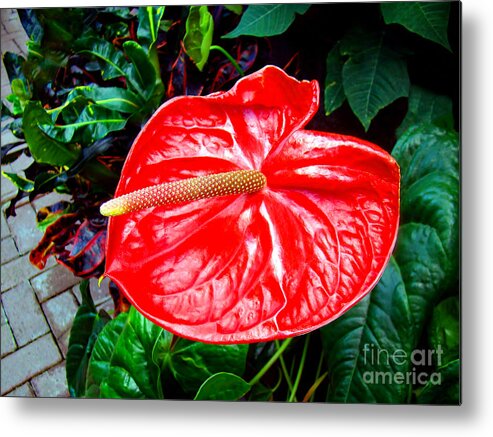 Flower Metal Print featuring the photograph Red Flamingo Flower by Sue Melvin
