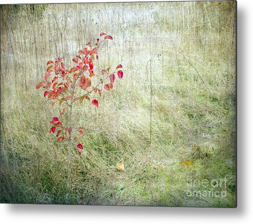 Red Leaves Metal Print featuring the photograph Red Leaves Amongst Grass by Tamara Becker