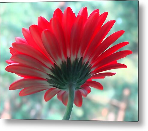 Backside Metal Print featuring the photograph Red Petals by David T Wilkinson