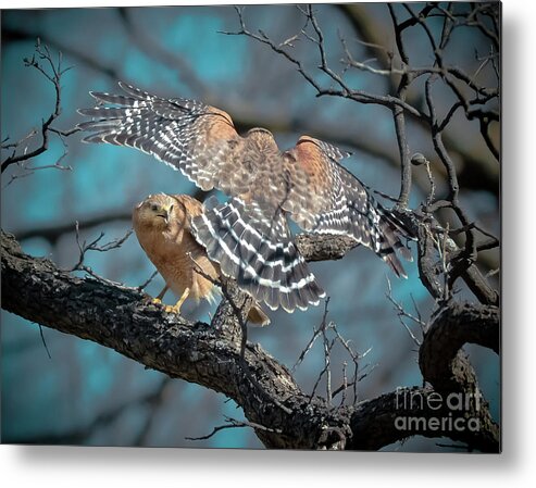 Animal Metal Print featuring the photograph Red Shouldered Rondezvous by Robert Frederick
