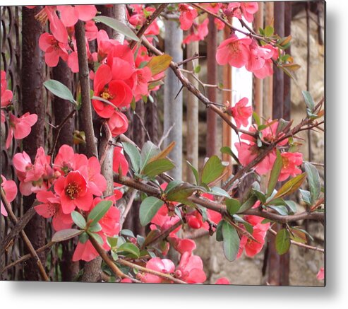 Landscape Metal Print featuring the photograph Red spring by David Du Hempsey