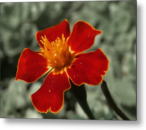 Botany Metal Print featuring the photograph Red Vibrance by Carl Moore